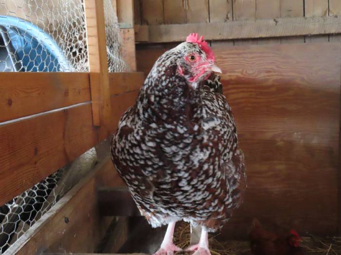 confining-chickens